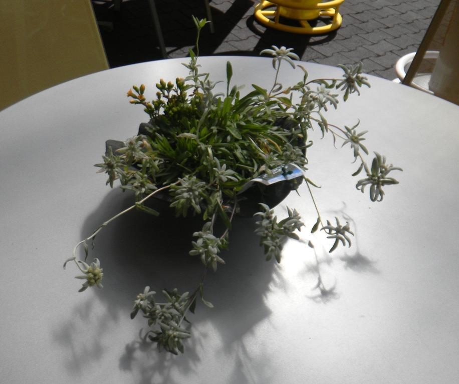 Hotel Edelweiss 英格堡 外观 照片
